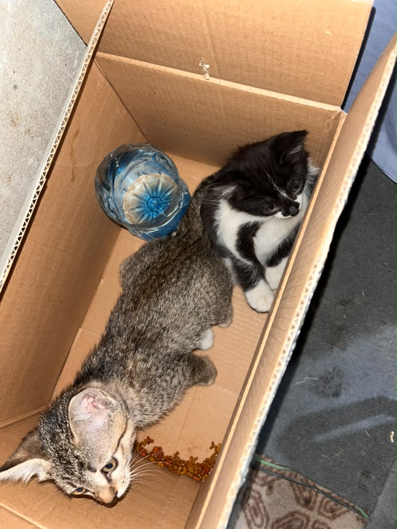 The two kittens resting together after being rescued