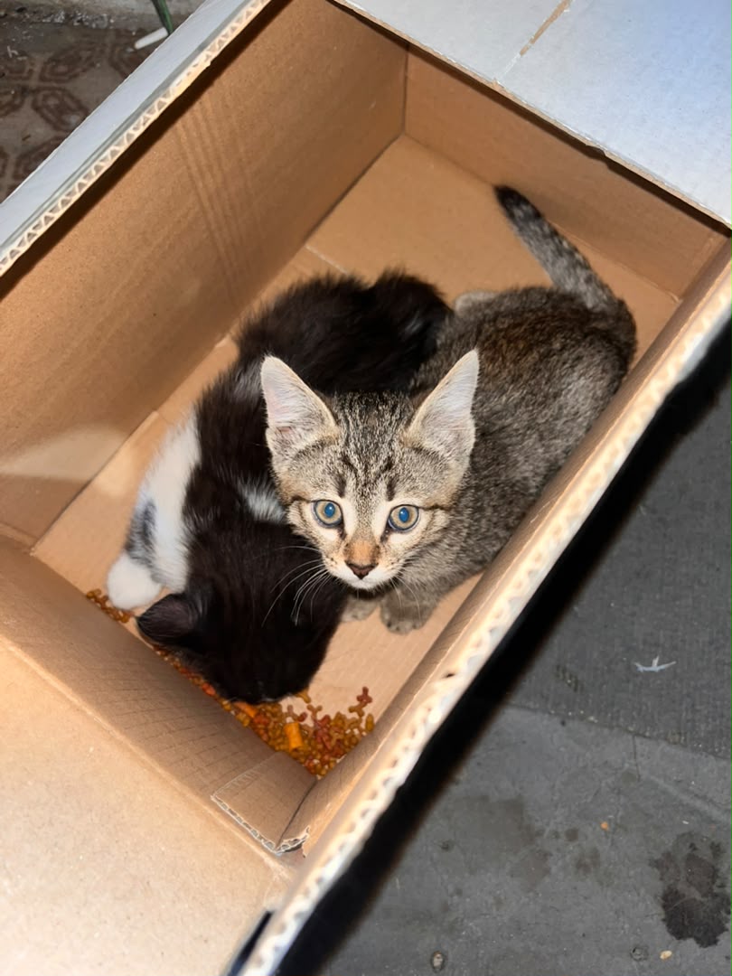 Two rescued kittens found on the street