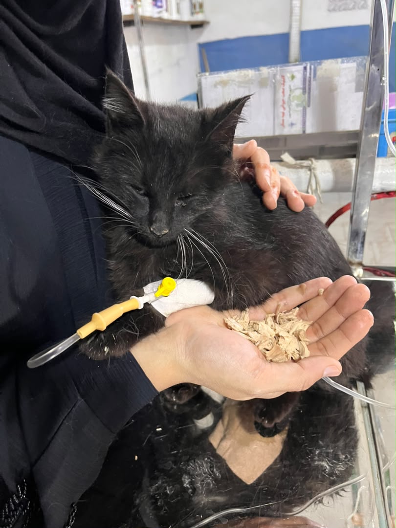 Madelyn on an IV drip, fed by hand right after her surgery