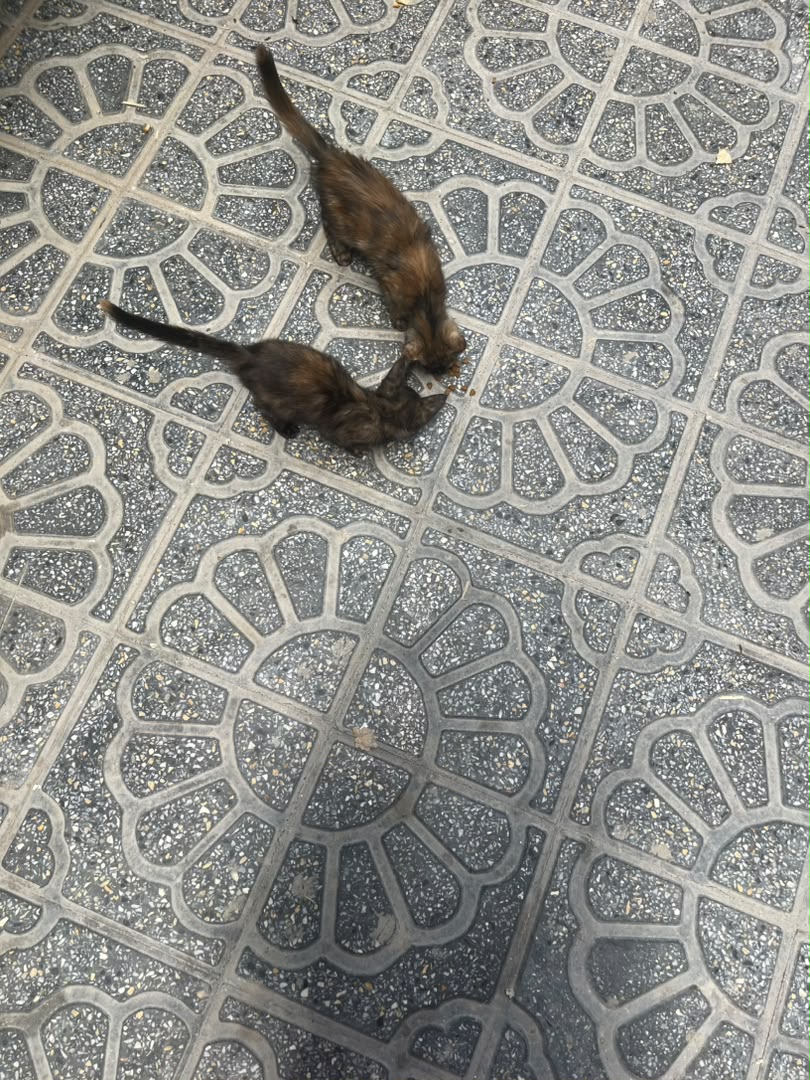 Three Alleyway Kittens Rescued