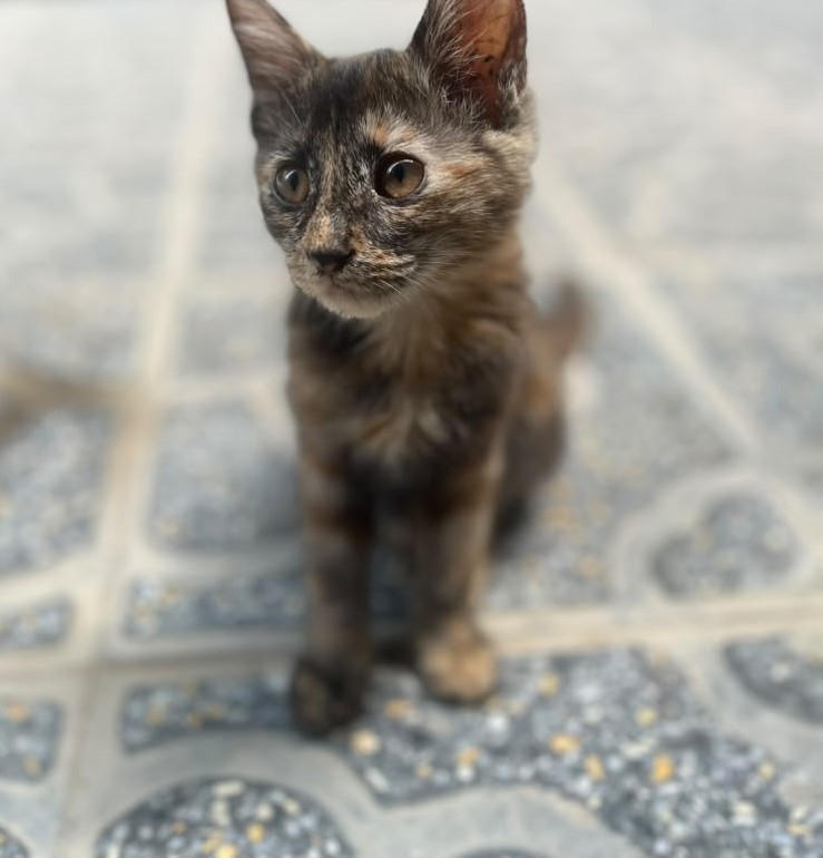 Alley Kittens Field Assessment